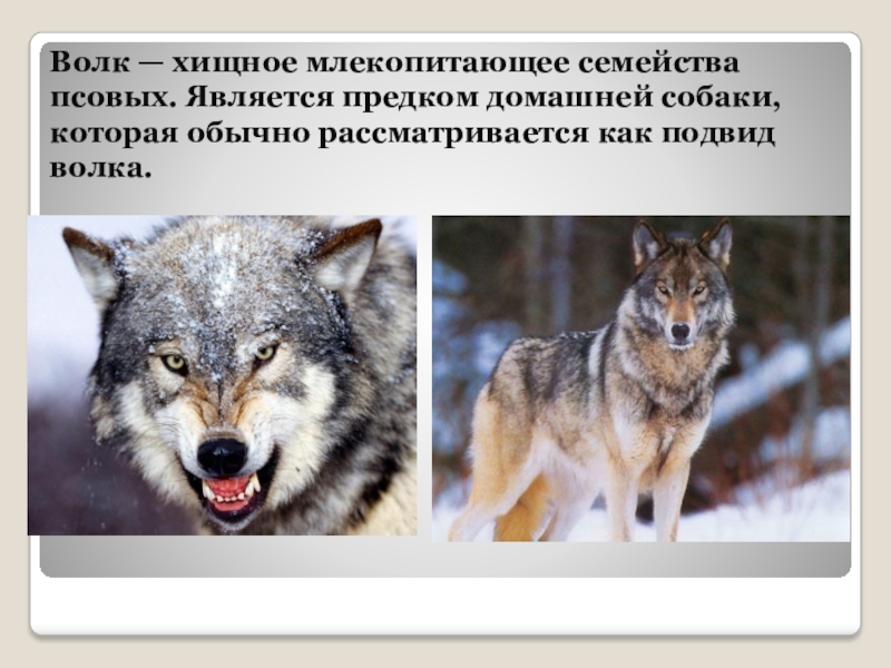 Как отличить волка. Подвиды волка. Волк хищное млекопитающее семейства псовых. Волк и собака отличия. Отличие волка от собаки.