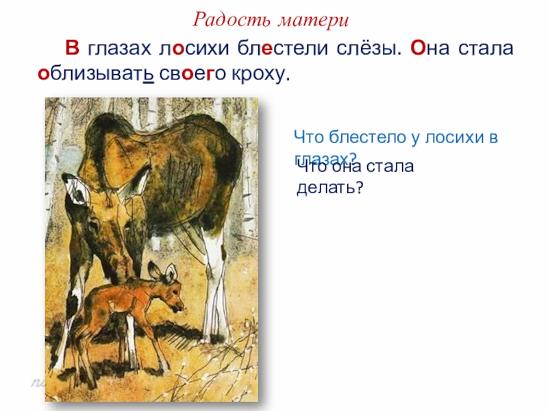 Изложение в погожий летний день в чаще леса у лосихи родился лосенок презентация