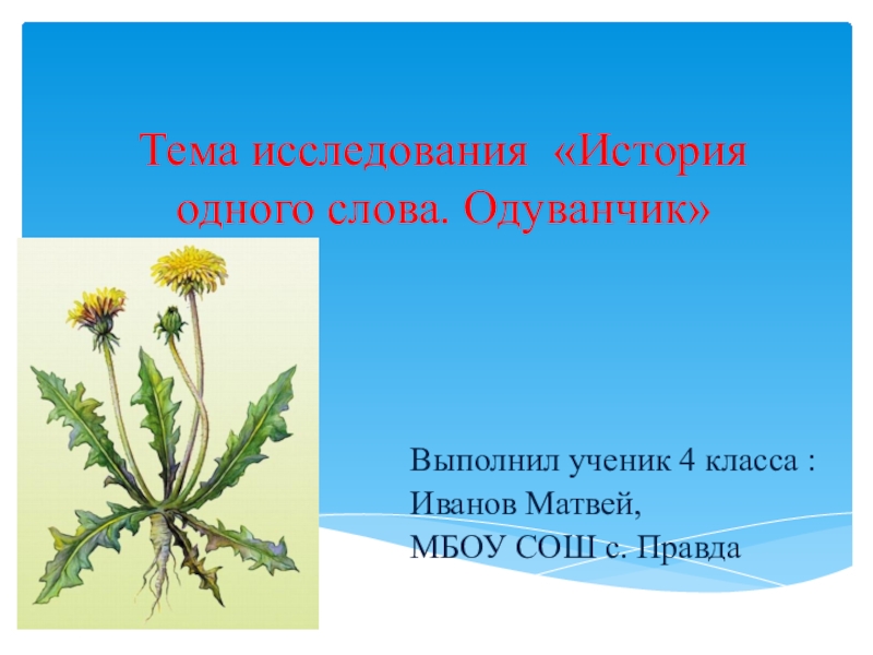 Слова букв одуванчик. Одуванчик описание. Строение одуванчика. Одуванчики слова. Строение одуванчика для детей.