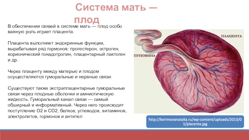 Система мама