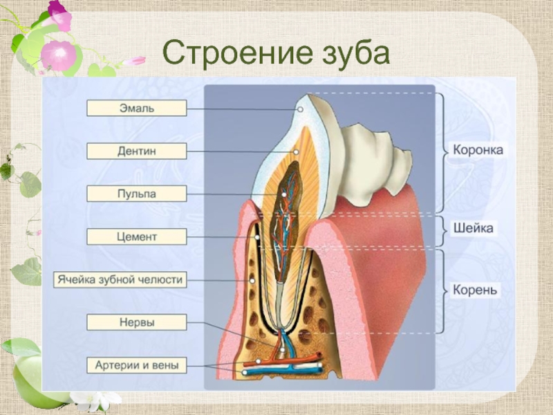 Выберите три верно обозначенные подписи к рисунку на котором изображено строение ротовой полости