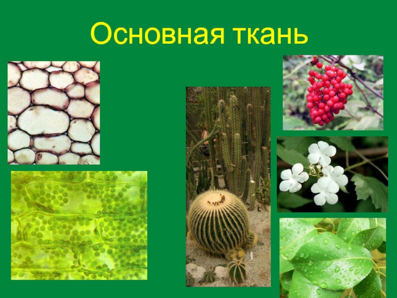 Функции основной ткани. Основная ткань. Основная ткань растений. Основные ткани растений. Ткани растений основная ткань.