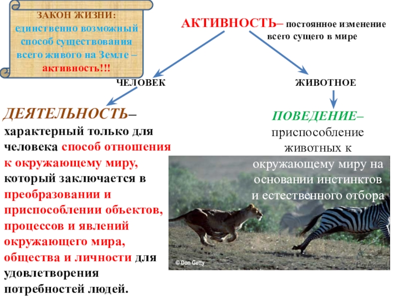 Для животных характерна деятельность. Процесс деятельности характерен только для человека. Деятельность свойственна только человеку. Только для животных характерен процесс. Характерна только для человека.