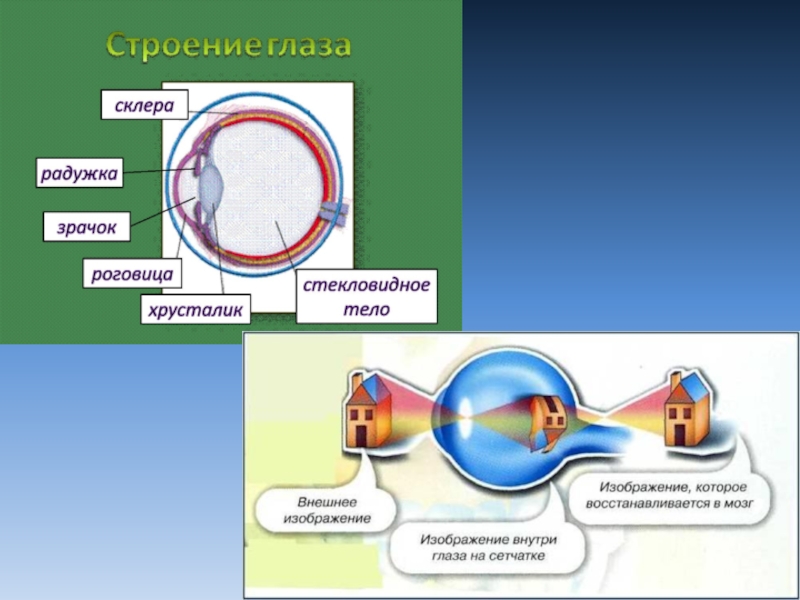 На сетчатке глаза возникает изображение