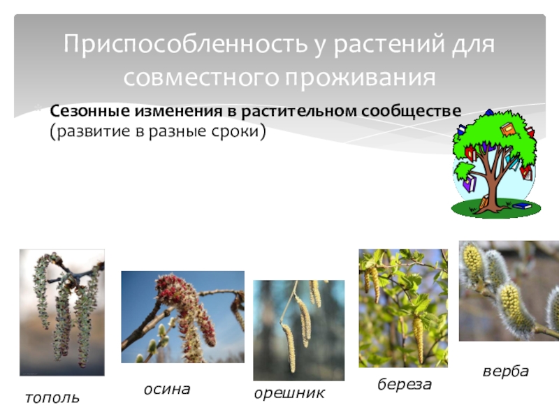 Что является сигналом сезонных изменений. Сезонные изменения растений. Сезонные приспособления растений. Приспособленность растений. Сезонные изменения растений и животных.