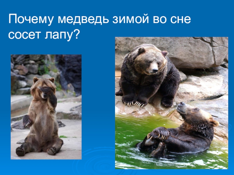Почему медведь мишка. Человека обсосал медведь. Когда медведь лапу опускает в воду. Зачем медведь.