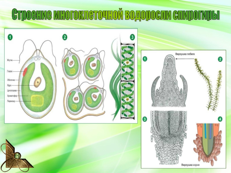 Водоросли многоклеточные рисунок