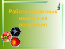 Презентация по биологии на тему Работа скелетных мышц и их регуляция (8 класс)