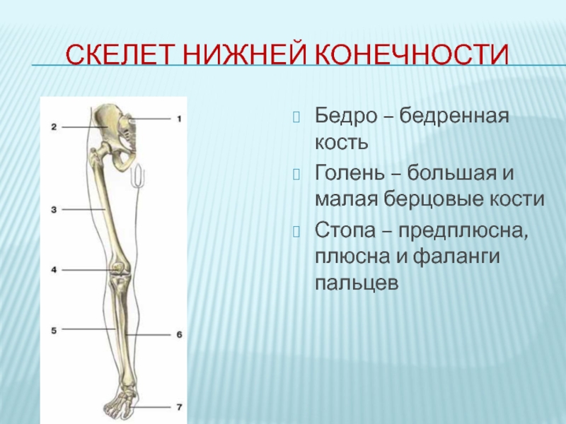 Скелет нижних конечностей человека кости
