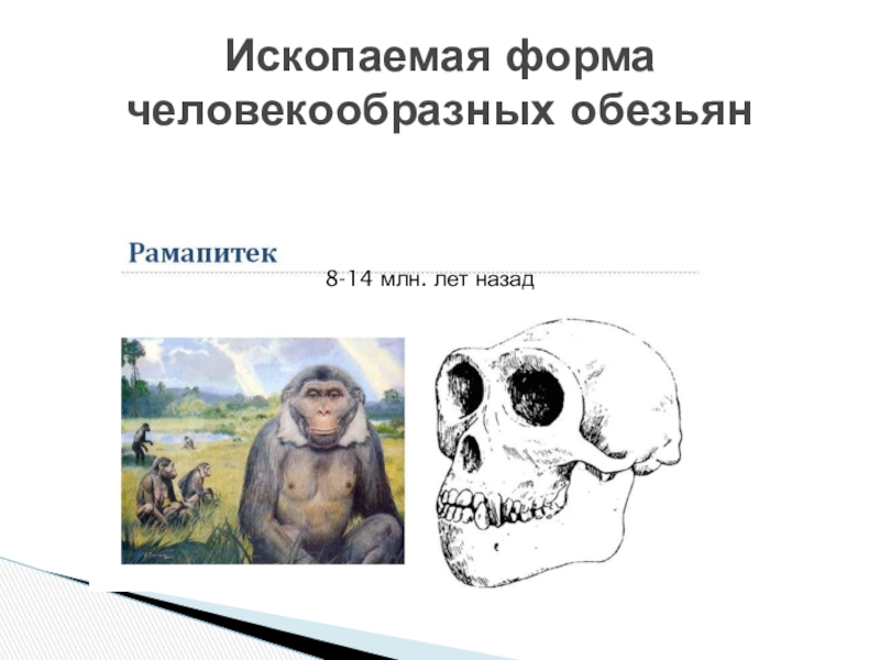 Образ жизни человекообразных обезьян. Ископаемые человекообразные обезьяны. Рамапитек австралопитек. Рамапитек объем мозга.
