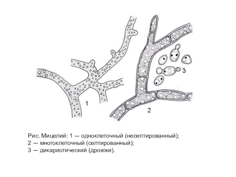 Мицелий это. Рис. 1 а – одноклеточный мицелий, б – многоклеточный мицелий,. Строение гриба мицелий. Грибница мицелий схема. Клеточный мицелий строение.