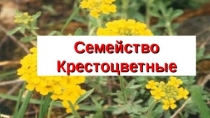 Лабораторная работа Признаки семейства Крестоцветные