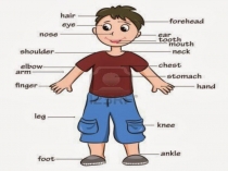 Parts of the body