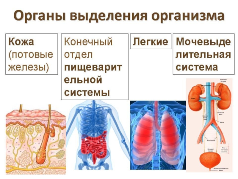 Анатомия и физиология выделительной системы презентация