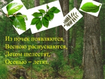 Презентация по биологии на тему: Внешнее строение листа ( 6 класс)