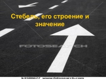 Презентация по биологии на тему Стебель, его строение и значение 6 класс
