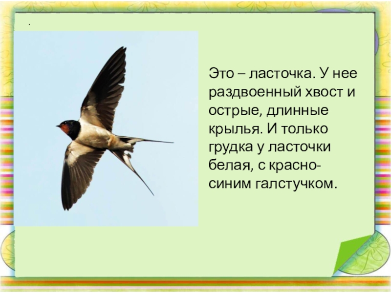 Ласточка перелетная. Ласточка для детей. Ласточка Перелетная птица. Раздвоенный хвост у ласточки. Ласточка Перелетная птица или нет.