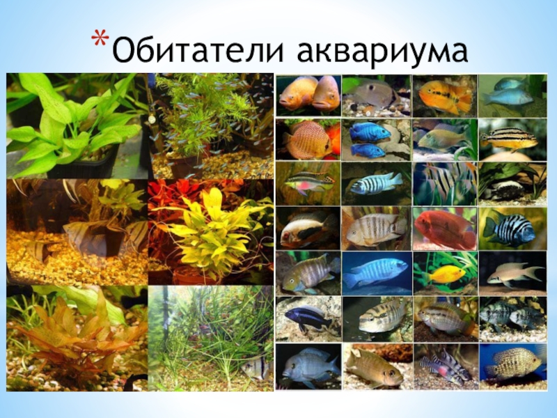 Определите какие организмы живут в аквариуме лабораторная. Обитатели аквариума. Красивые обитатели аквариума. Экосистема аквариума. Обитатели аквариума биология.