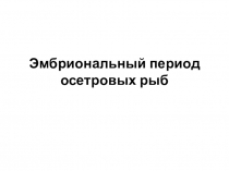 Презентация по аквакультуре на тему Эмбриональный период осетровых