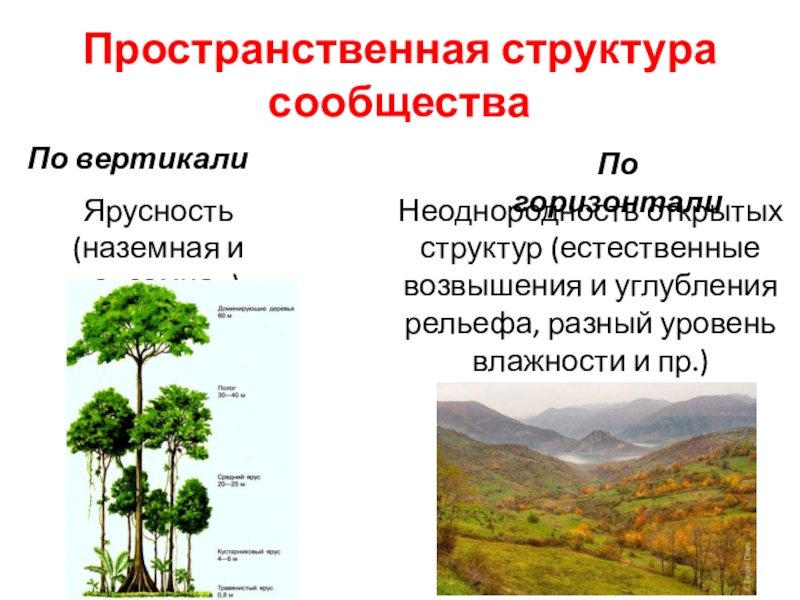 Биология 9 класс состав и структура сообщества 9 класс презентация