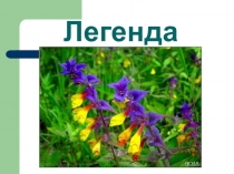 Презентация по биологии Цветок его строение и значение