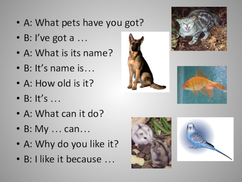 A: What pets have you got?B: I’ve got a .A: What is its name?B: It’s name i...