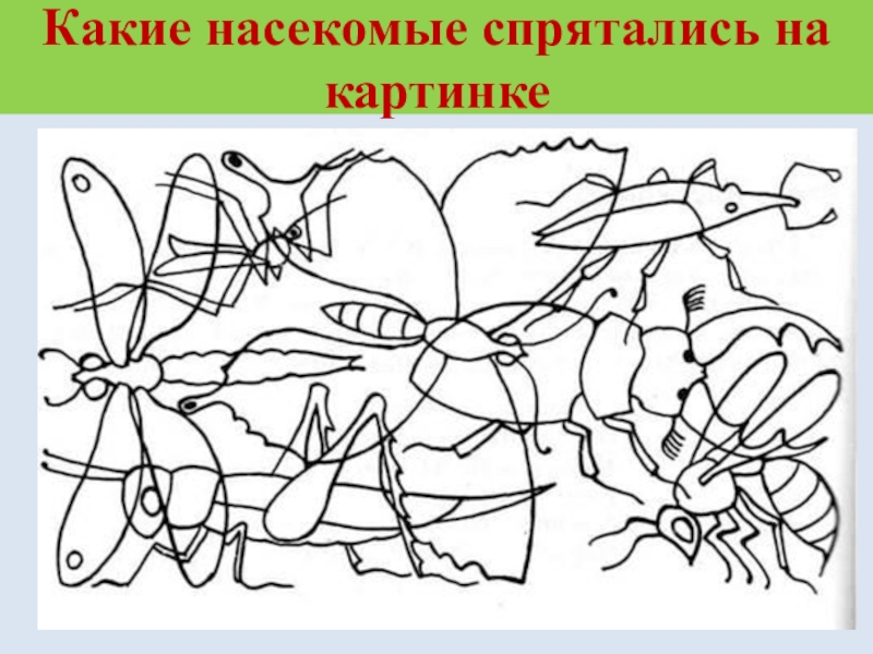 Задания по теме насекомые для дошкольников в картинках