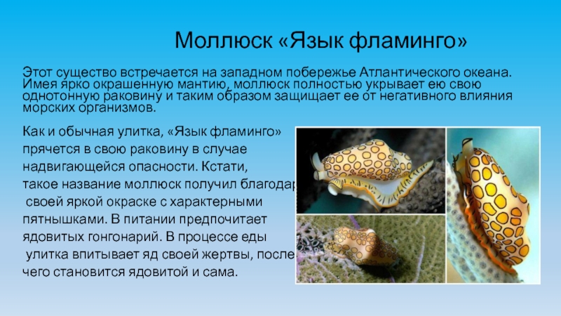 Язык моллюсков
