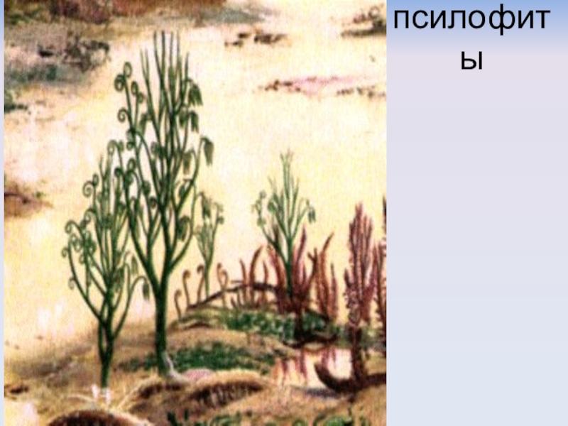 Риниофиты первые растения освоившие наземно воздушную. Силурийский период псилофиты. Псилофиты Девонский период. Псилофиты мезозой. Псилофиты и риниофиты.