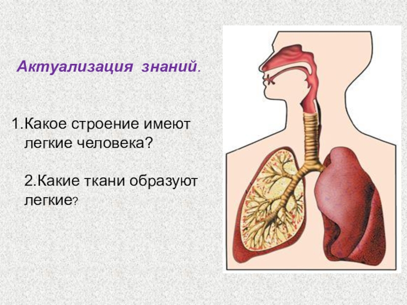 Какое строение имеют легкие человека кратко