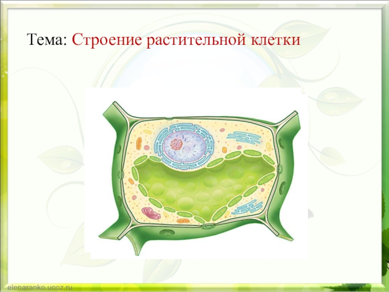 Строение растительной клетки 5. Строение растительной клетки 6 класс без подписей. Растительная клетка 6 класс биология. Строение клетки растений без подписей. Строение растительной клетки рисунок без подписей.