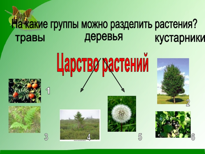 На какие две группы можно разделить растения. На какие группы можно разделить. Разделение растений на группы. Разделить растения на группы. На какие группы разделяют растения.