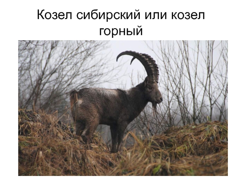 Козел сибирский или козел горный  