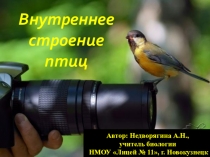 Особенности внутреннего строения птиц в связи с приспособленностью к полёту