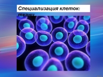 Презентация Специализация клеток: ткани