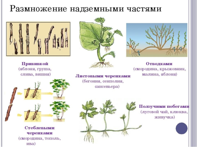 Вегетативное размножение поэтапно фото