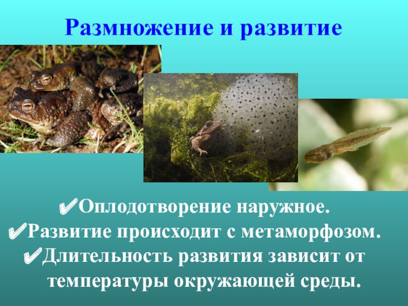 Признаки внутреннего оплодотворения. Тип оплодотворения у земноводных. Наружное оплодотворение. Внешнее и внутреннее оплодотворение у животных. Наружное оплодотворение у земноводных.