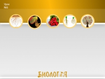 Презентация к уроку биологии по теме Корень