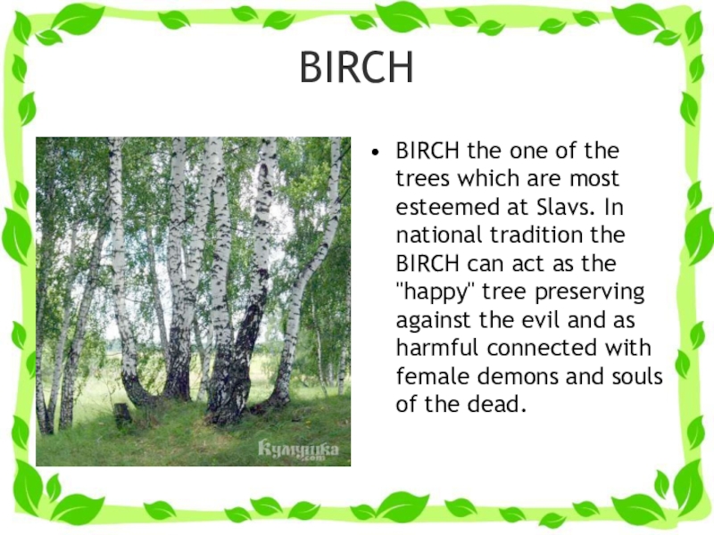 Березка перевод. Birch перевод. Birch произношение. The Birch площадка. Birch русская транскрипция.