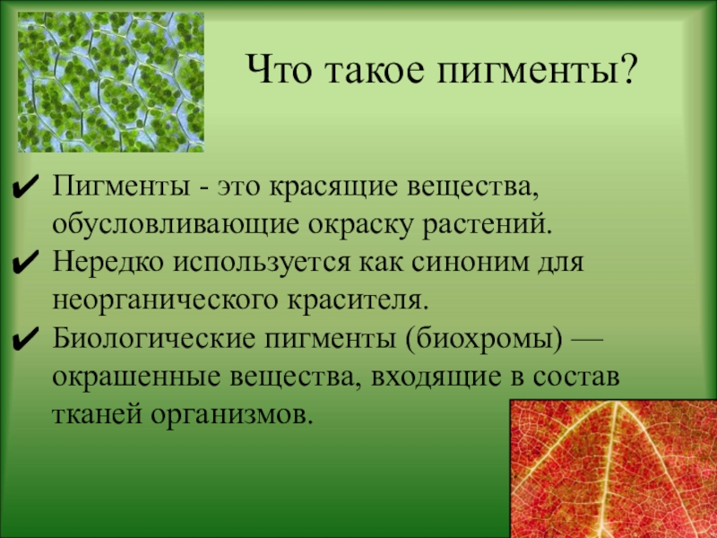Растительный пигмент хлорофилл. Пигменты это в биологии. Пигменты растений. Клеточный пигмент растений. Биологическая роль пигментов.
