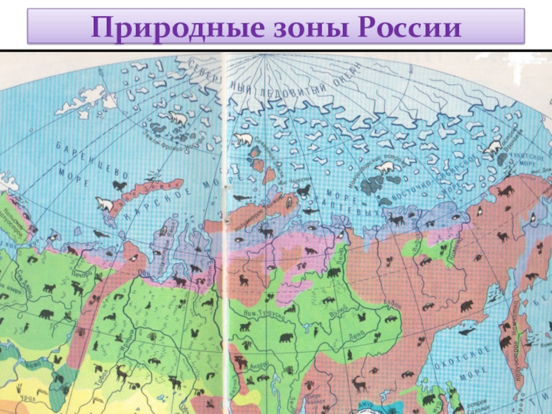 Карта природные зоны купить. Природные зоны. Карта природных зон. Природные зоны России. Карта природных зон России.