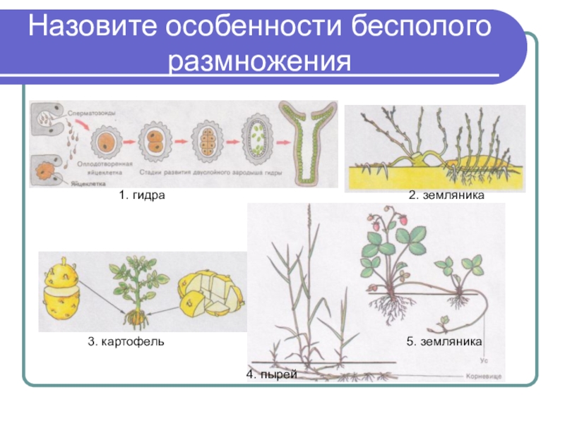 Особенности размножения человека 8 класс пасечник презентация