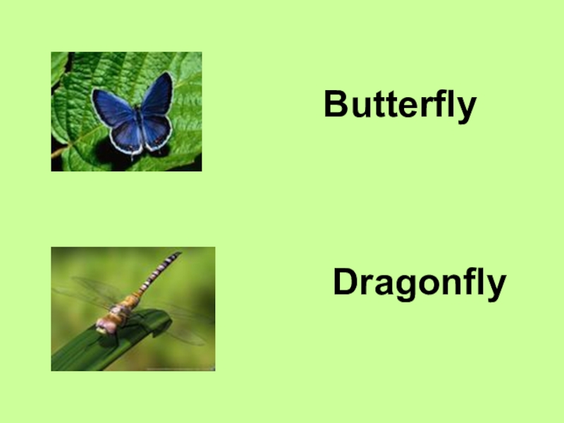 ButterflyDragonfly
