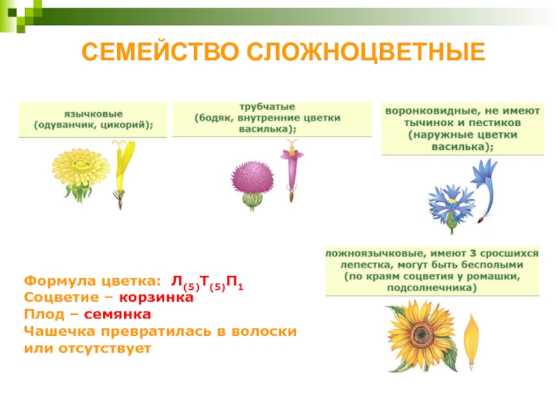 СЕМЕЙСТВО СЛОЖНОЦВЕТНЫЕФормула цветка: Л(5)Т(5)П1Соцветие – корзинкаПлод – семянкаЧашечка превратилась в волоски или отсутствует