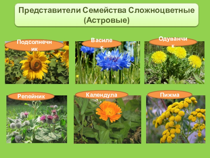 Описание семейства сложноцветные по плану 6 класс