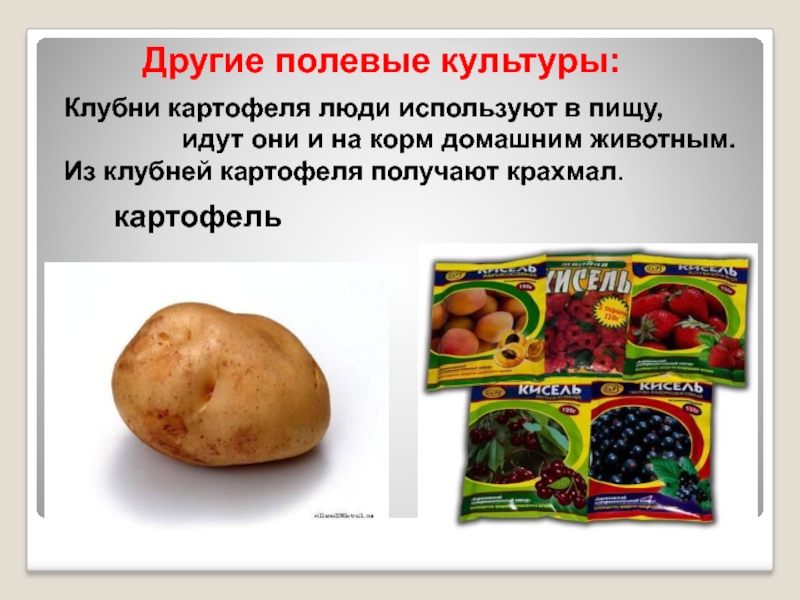 Какие органы человек использует в пищу. Использование картофеля. Использование картофеля человеком. У картофеля употребляют в пищу:. Клубень картошки.