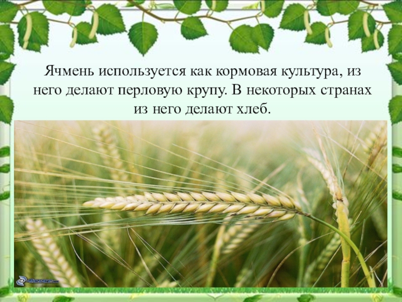 Растениеводство в нашем крае. Растениеводство презентация. Растениеводство окружающий мир. Растениеводство 3 класс окружающий мир. Презентация по окружающему миру Растениеводство.