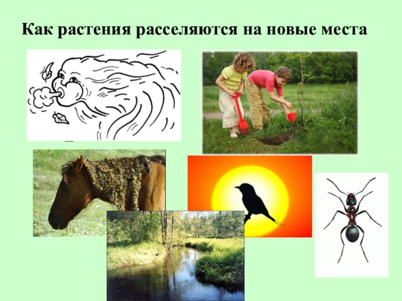Как расселяются растения на новые места задания. Расселяются вместе со своими хозяевами. Расселение паразитов. Расселяются вместе со своими хозяевами. Забота о потомстве у насекомых примеры.