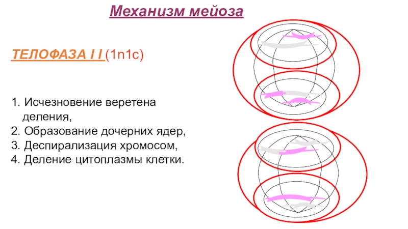 Деспирализация. Телофаза мейоза 1. Деспирализация хромосом. 1n1c телофаза. Деспирализация хромосом происходит в.