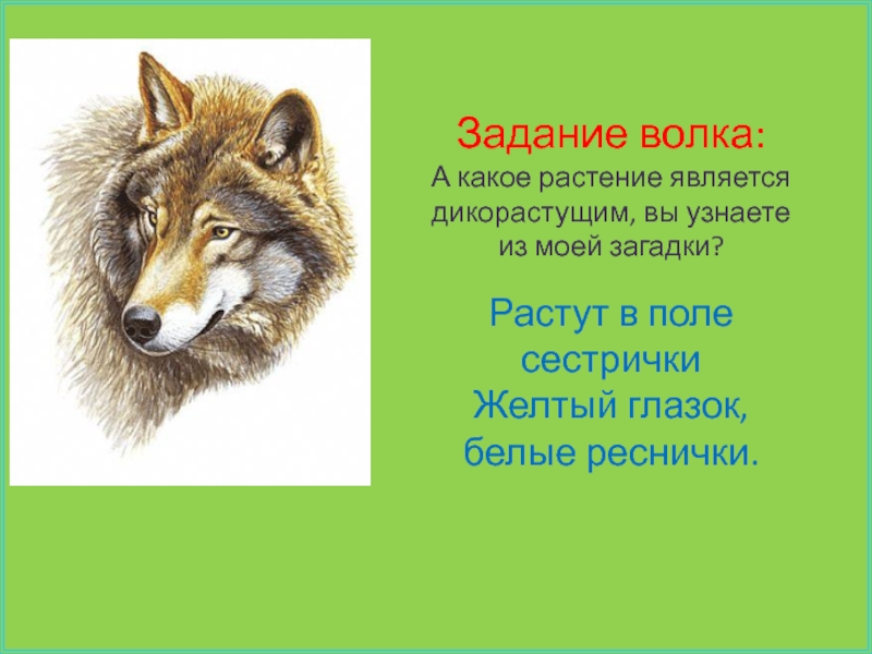 Задание волки. Волк задания. Задания от волка для детей. Волк задания для детей. Волк задания для дошкольников.